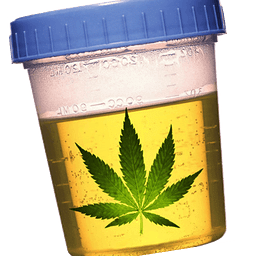 Drug Test Marijuana Calculator