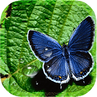 Butterfly Spring LiveWallpaper