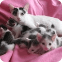 More Kittens Live Wallpaper