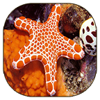 Starfish Live Wallpaper