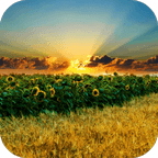 Sunflower Live Wallpaper