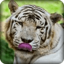 White Tiger Licks Screen LWP