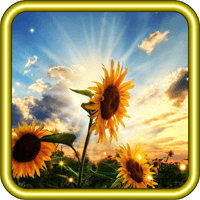 Sunflower Sunset liv wallpaper