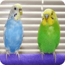 The Talking Budgie Parrot