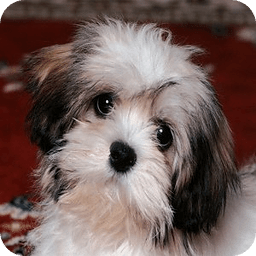 Cute Puppies Wallpapers