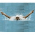 奥运游泳大赛