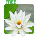 3D Lotus Live Wallpaper Free