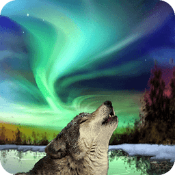 Northern Lights Wolf