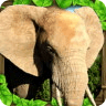 大象模拟