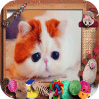 Lovely Cat Jigsaw Puzzle