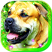 Pet Dog Free live wallpaper