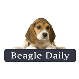 Beagle Daily