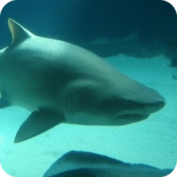 Underwater Shark