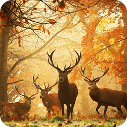 Forest Animals