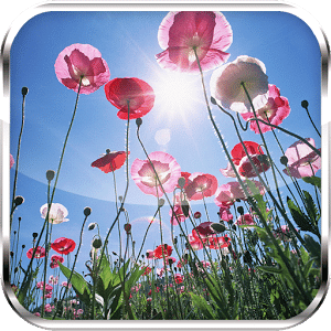 Colorful Flowers HD LWP