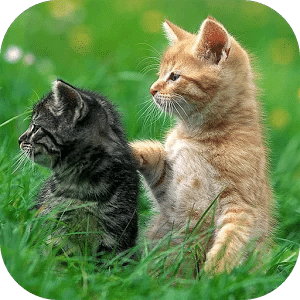 Cute kitties Jigsaw Puzzles