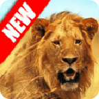 野生狮子攻击3D模拟器