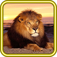Lion Savanna Wild HD LWP
