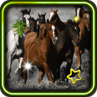 Horses Free HD live wallpaper