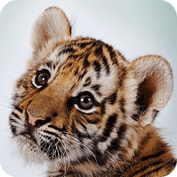 Amazing Tigers Wallpapers