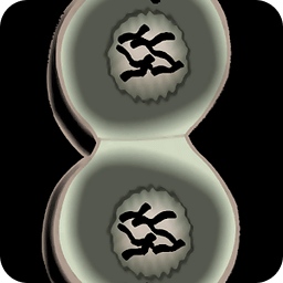 Grade 12 Biology Cell Division