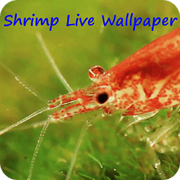 Shrimp Live Wallpaper