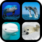 Marine Mammals Quiz Game