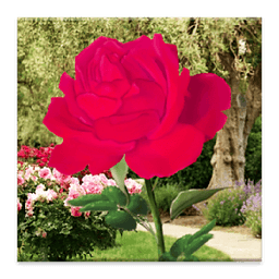 Rose Blooming Live Wallpaper
