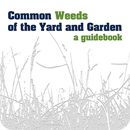 Common Weeds of Yard &amp; Garden