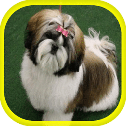 Cachorros shih tzu