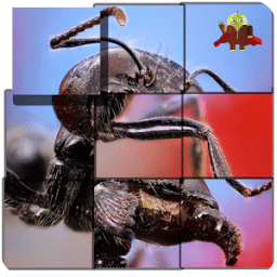 Insects Kids Puzzle