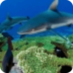 Sharks Live Wallpaper