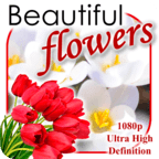 Flowers 1080p HD Wallpaper