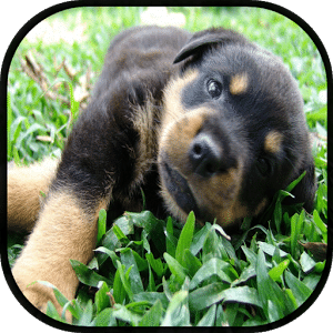 Cachorros Rottweiler