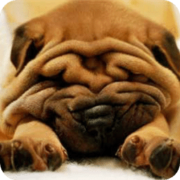 Shar pei.