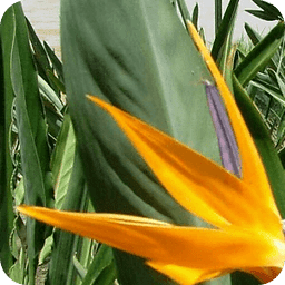 TROPICAL FLOWERS