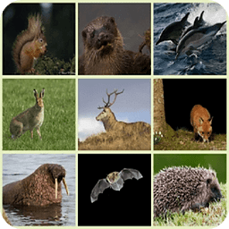 Irish Land Mammals