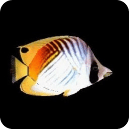 Butterflyfish2_lwp