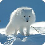 Arctic fox Live Wallpaper