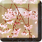 Cherry blossoms Live Wallpaper