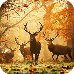 Deer HD Live Wallpaper