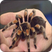 Tarantula Wallpapers HD