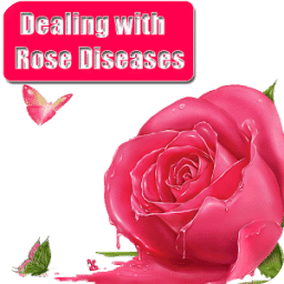 Dealing with Rose Diseases