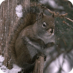 Snow Squirrel Live Wallpaper