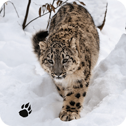 Snow Leopard Chase Simul...