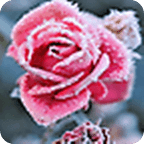 Frosted Rose Live Wallpaper 1