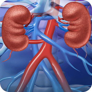 Renal System