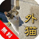 【无料版】东京でのんびり暮らす外猫たち