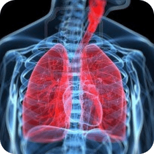 Respiratory System