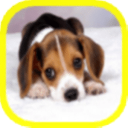 Cachorros Beagle